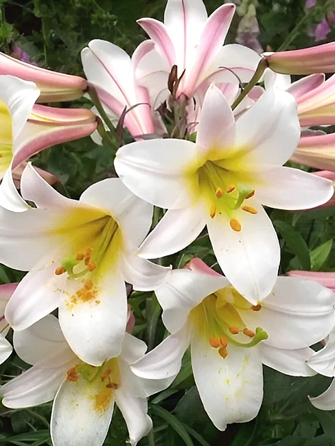 Лилия Регале Альбум